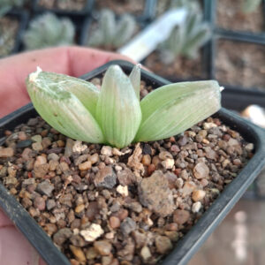 Bulbine Mesembryabtgeniudes