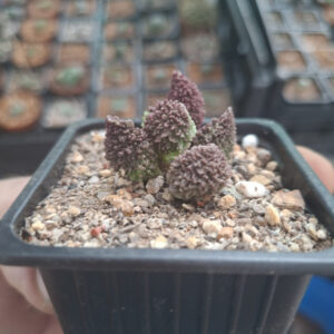 Adromischus Marianiae Red Coral