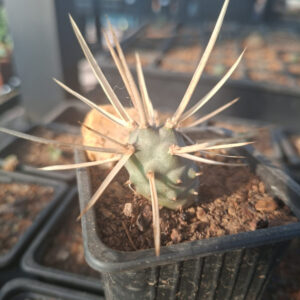 Tephrocactus Articulatus var Papyracanthus, Paper Spine Cactus