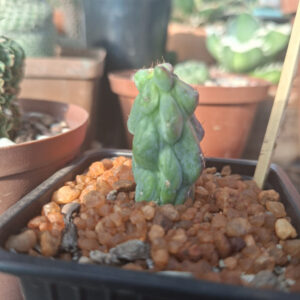 Booby Cactus Variegated