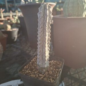 Euphorbia Abdelkuri