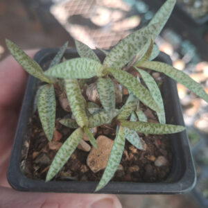 Ledebouria Socialis Miniature