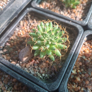 Mammillaria Camptotricha cv. Curlispina