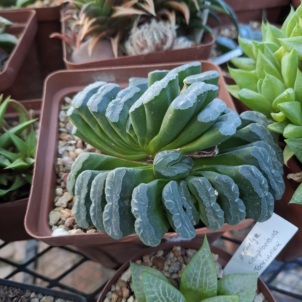 Haworthia Truncata - Image 2