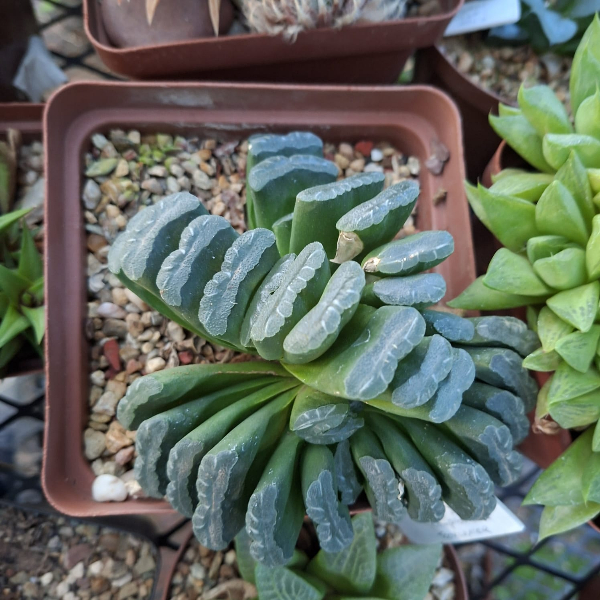 Haworthia Truncata