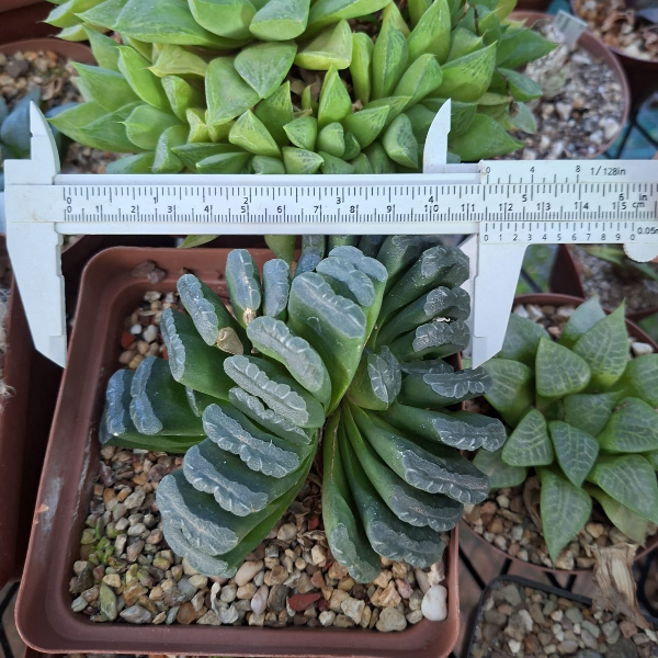 Haworthia Truncata - Image 3