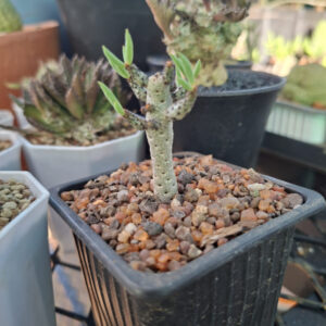 Tylecodon Buchholzianus