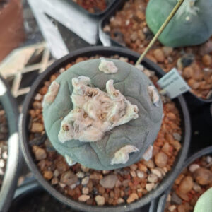 Lophophora Fricii Super White