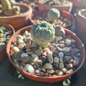 Larryleachia Cactiformis