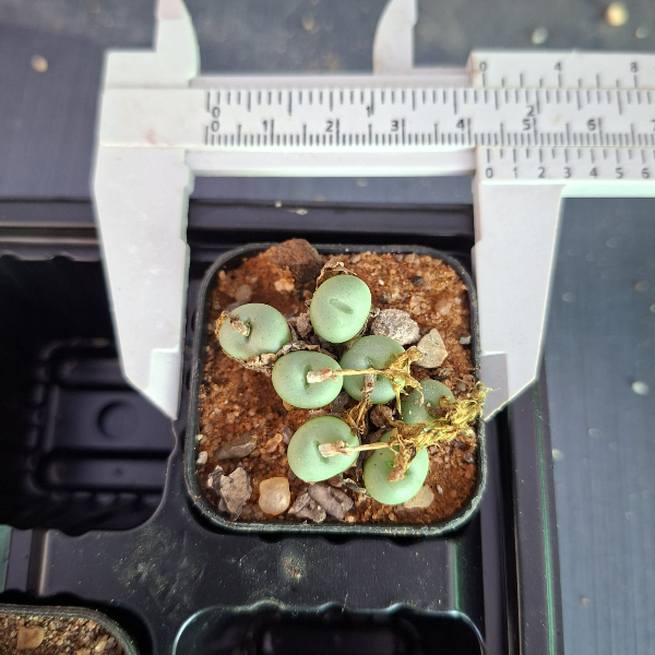 Conophytum Breve "Pink Flower" - Image 2
