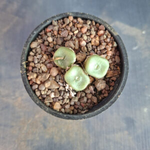 Conophytum Cubicum
