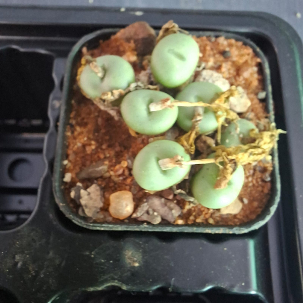 Conophytum Breve