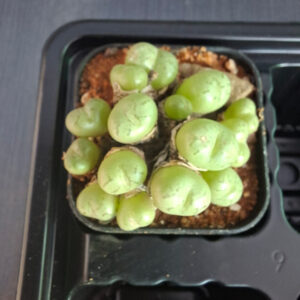 Conophytum Flavum