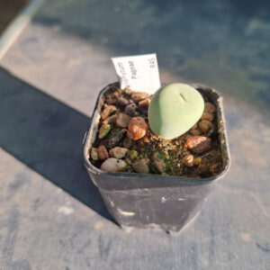 Conophytum Pagea Red Lips