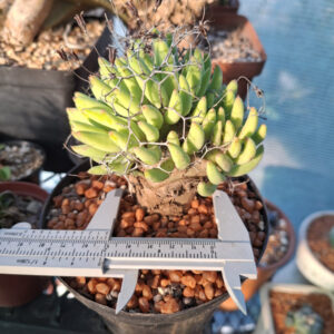 Tylecodon Reticulatus