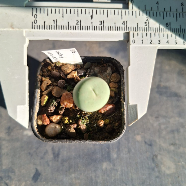 Conophytum Pageae 'Red Lips' - Image 3