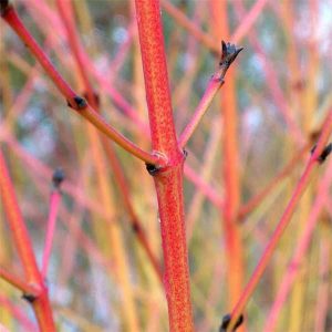 Cornus Sanguinea Midwinter Fire for sale in South Africa, couriered nationwide