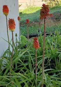 Kniphofia preaecox 4lt