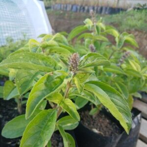 Perennial Basil