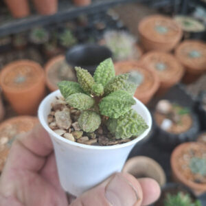 Adromischus marianae ‘Coral’ i
