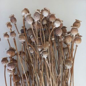 Dry Poppy Seed Heads