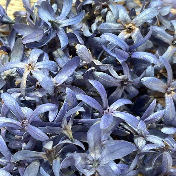 Petrea petals dried flowers, blue purple, closeup, South Africa