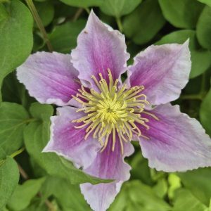Clematis Pillu plant for sale online South Africa
