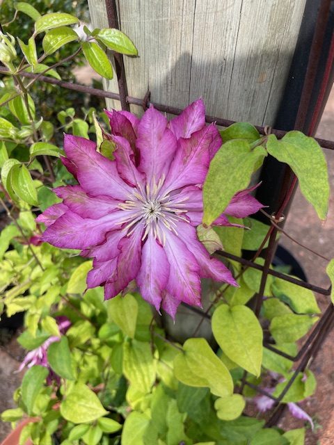 Clematis Kean - Image 2