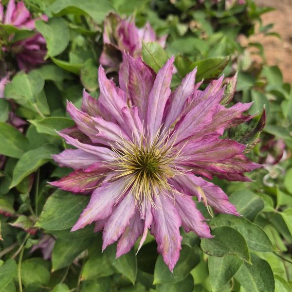 Clematis Kean for sale online South Africa, Green Reflections Nursery via horti.co.za