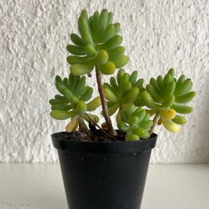 Sedum Rubrotincum Succulent