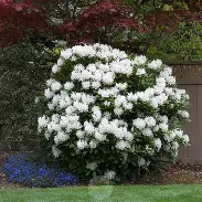 Rhododendron Cunningham White for sale online South Africa