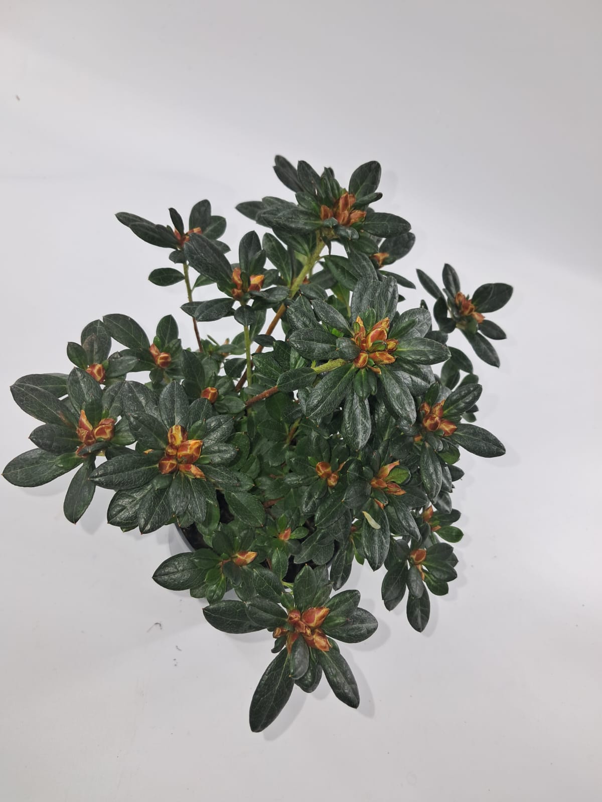 Rhododendron Germania - Image 2