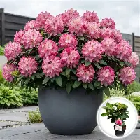Rhododendron Germania for sale online South Africa
