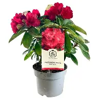 Rhododendron Red Jack available to buy online South Africa