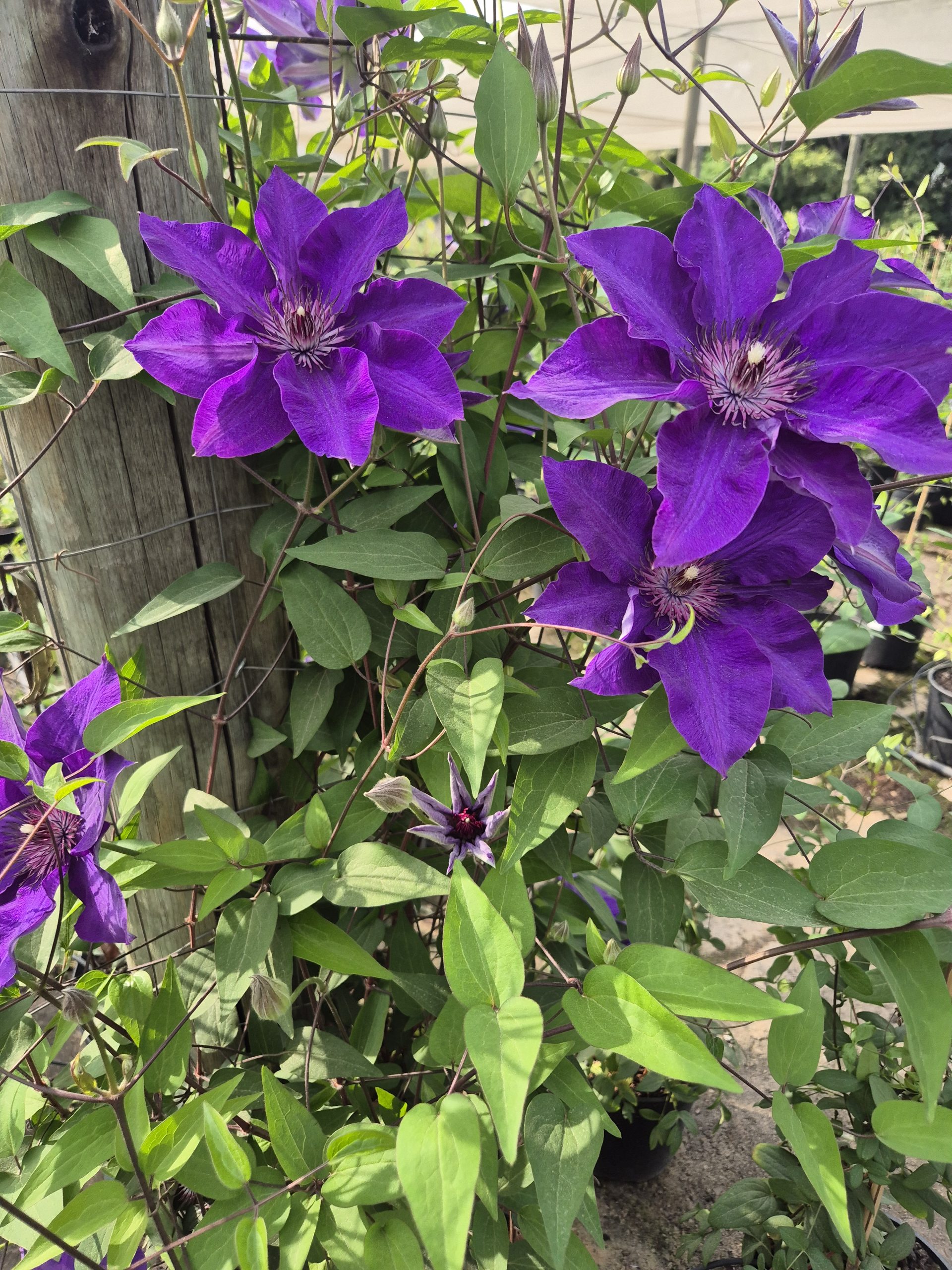 The President Clematis for sale online South Africa, Green Reflections Nursery via horti.co.za