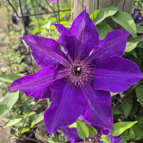 The President Clematis for sale online South Africa, Green Reflections Nursery via horti.co.za