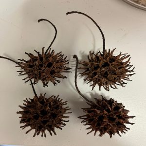 Liquidambar Styraciflua Dry Seed Pods (Sweet Gum Tree balls) 10 balls