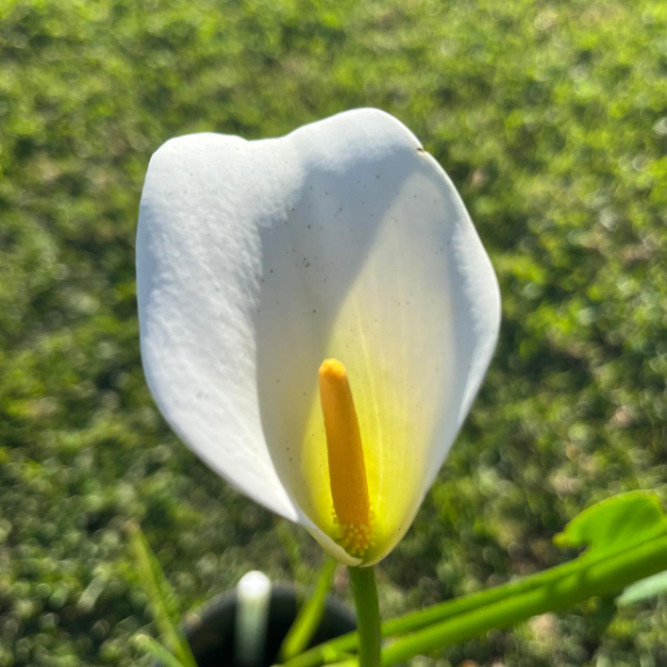 Zantedeschia Aethiopica Little Gem