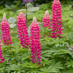 Lupin The Pages plant for sale in South Africa