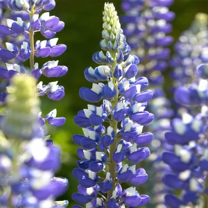 Lupin The Governor Band of Nobles for sale in South Africa