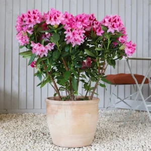 Rhododendron Cosmopolitan pink, for sale online South Afirca