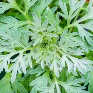 Artemisia Powis Castle for sale online South Africa