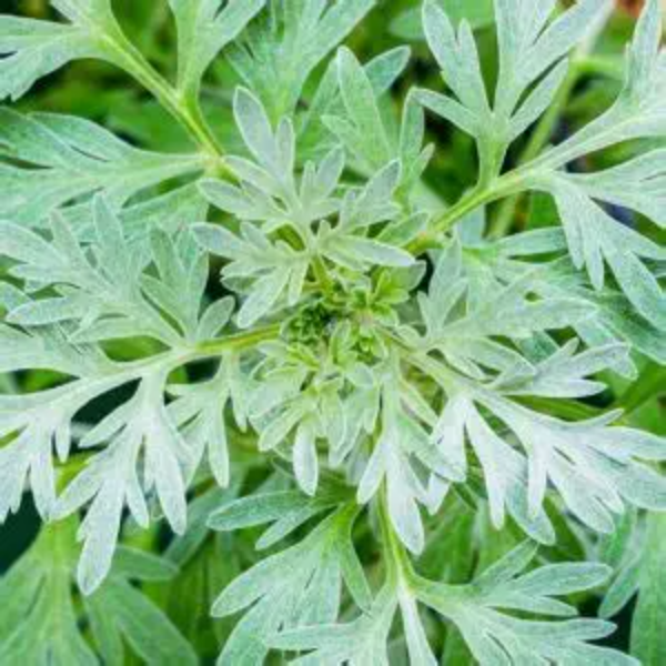 Artemisia (Powis Castle)