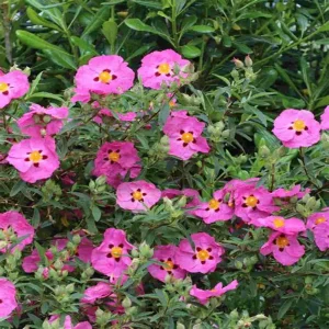 Cistus x Purpureus Rock Rose, for sale online South Africa
