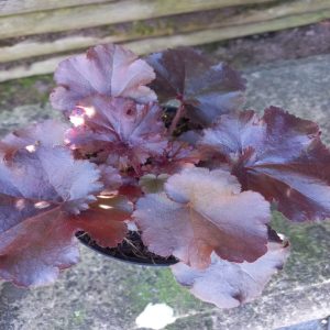 Heuchera Ruby Bells