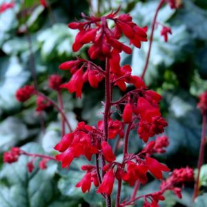 Heuchera Ruby Bells