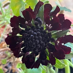Scabiosa Dark Knight for sale online South Africa
