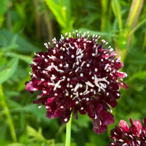 Scabious Dark Knight for sale online South Africa
