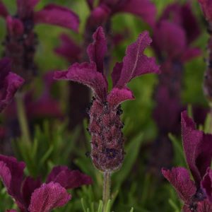 Lavender Anouk Purple
