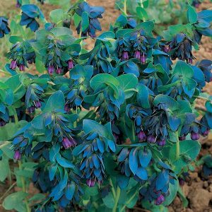 Cerinthe plant for sale in South Africa
